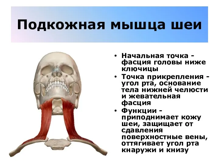 Подкожная мышца шеи Начальная точка - фасция головы ниже ключицы Точка прикрепления