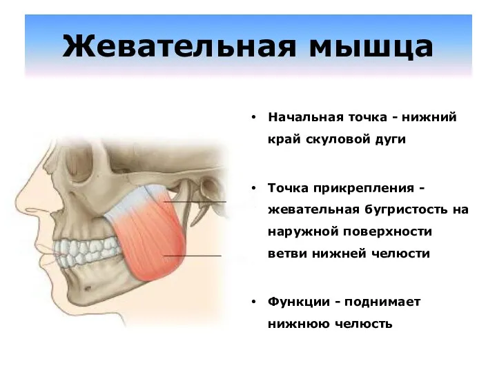 Жевательная мышца Начальная точка - нижний край скуловой дуги Точка прикрепления -