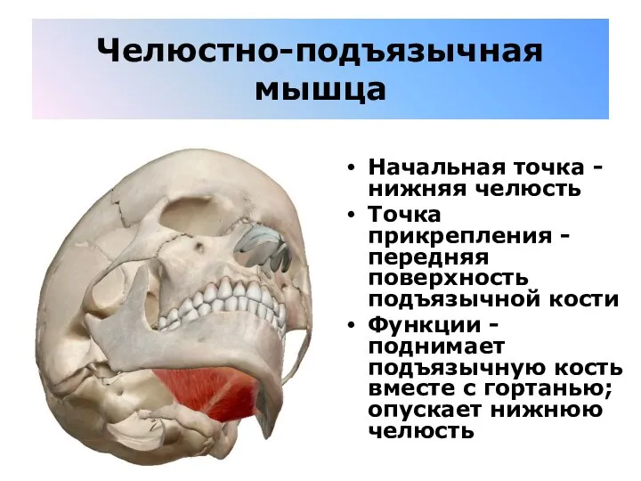 Челюстно-подъязычная мышца Начальная точка - нижняя челюсть Точка прикрепления - передняя поверхность