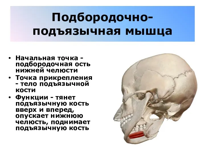 Подбородочно-подъязычная мышца Начальная точка - подбородочная ость нижней челюсти Точка прикрепления -