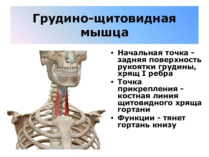 Грудино-щитовидная мышца Начальная точка - задняя поверхность рукоятки грудины, хрящ I ребра
