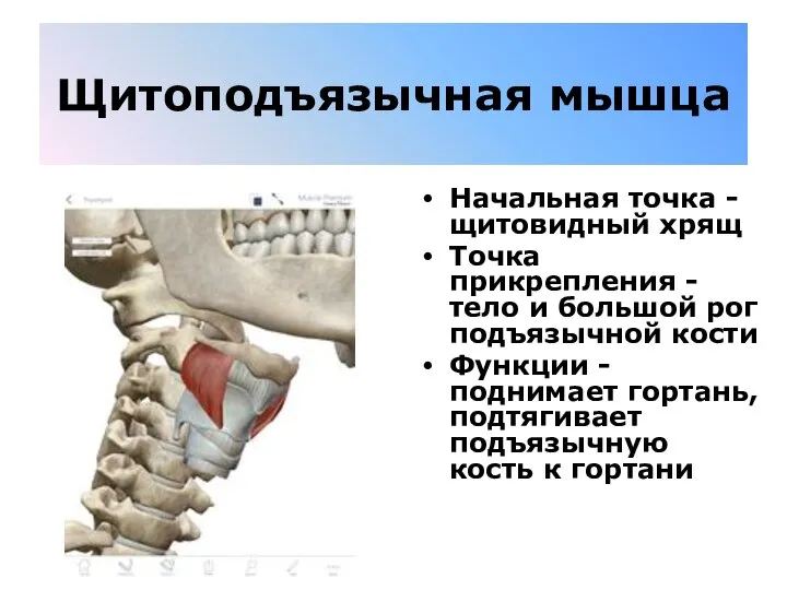 Щитоподъязычная мышца Начальная точка - щитовидный хрящ Точка прикрепления - тело и