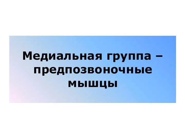 Медиальная группа – предпозвоночные мышцы