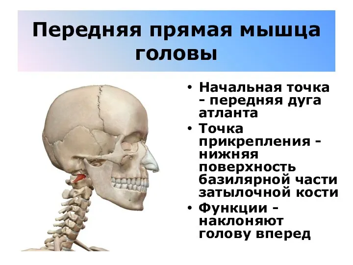 Передняя прямая мышца головы Начальная точка - передняя дуга атланта Точка прикрепления