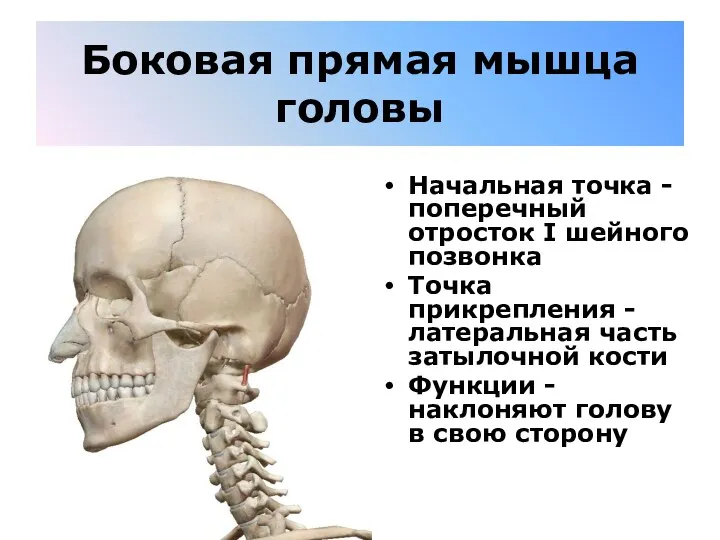 Боковая прямая мышца головы Начальная точка - поперечный отросток I шейного позвонка