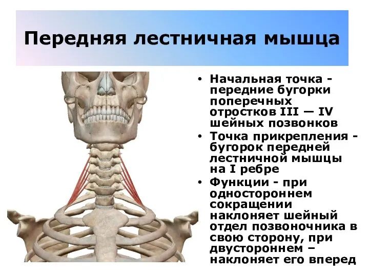 Передняя лестничная мышца Начальная точка - передние бугорки поперечных отростков III —