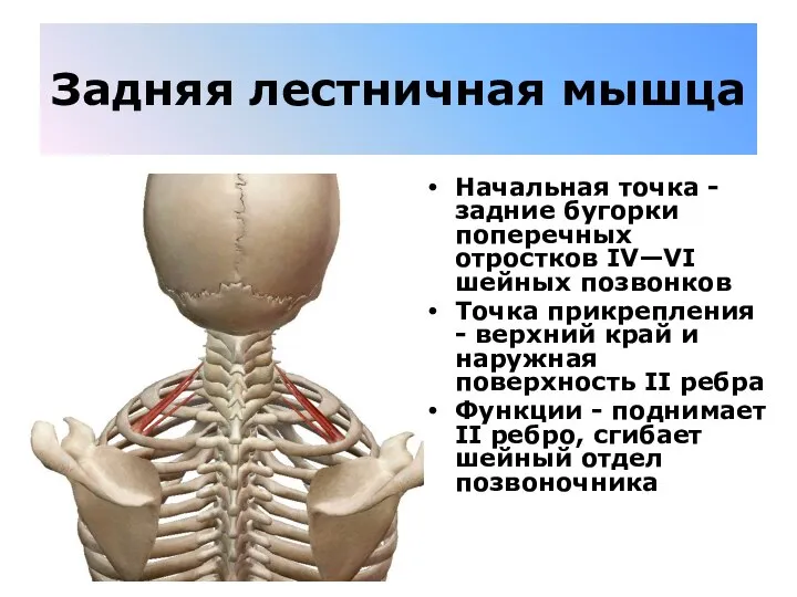 Задняя лестничная мышца Начальная точка - задние бугорки поперечных отростков IV—VI шейных