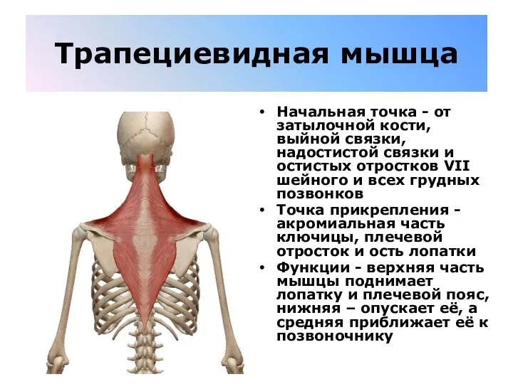 Трапециевидная мышца Начальная точка - от затылочной кости, выйной связки, надостистой связки