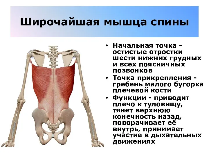 Широчайшая мышца спины Начальная точка - остистые отростки шести нижних грудных и