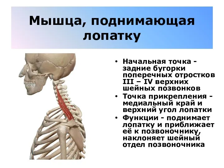 Мышца, поднимающая лопатку Начальная точка - задние бугорки поперечных отростков III –