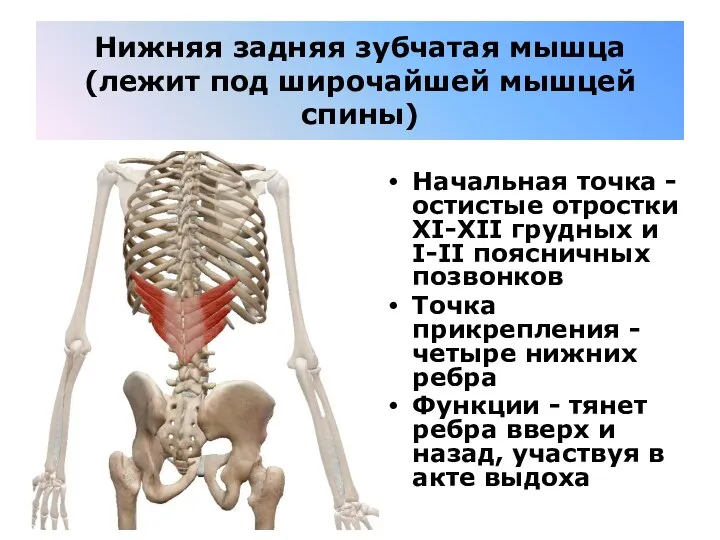 Нижняя задняя зубчатая мышца (лежит под широчайшей мышцей спины) Начальная точка -
