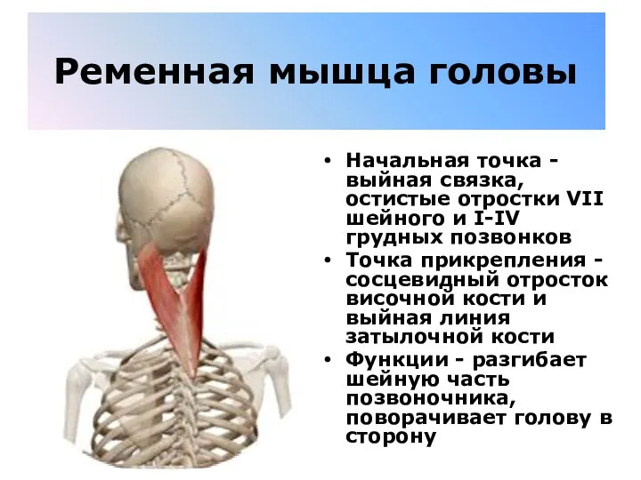 Ременная мышца головы Начальная точка - выйная связка, остистые отростки VII шейного