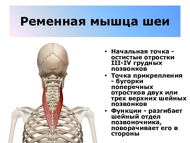 Ременная мышца шеи Начальная точка - остистые отростки III-IV грудных позвонков Точка