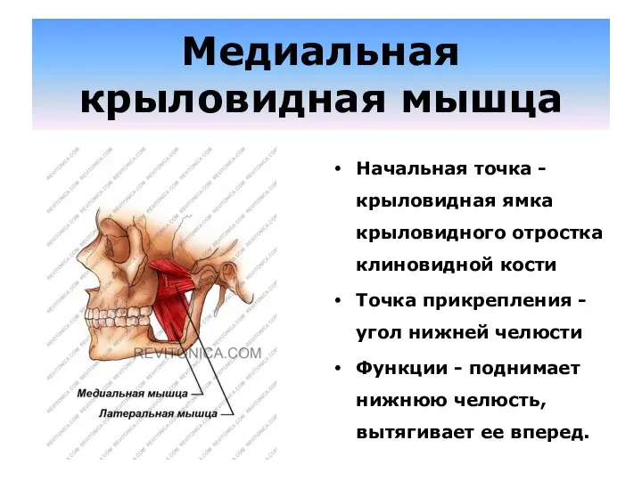 Медиальная крыловидная мышца Начальная точка - крыловидная ямка крыловидного отростка клиновидной кости