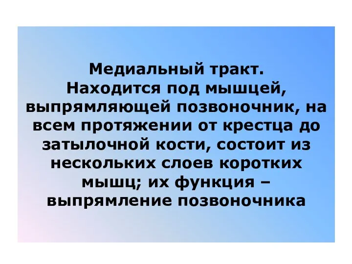 Медиальный тракт. Находится под мышцей, выпрямляющей позвоночник, на всем протяжении от крестца