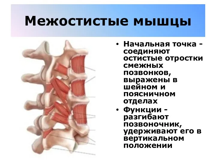 Межостистые мышцы Начальная точка - соединяют остистые отростки смежных позвонков, выражены в