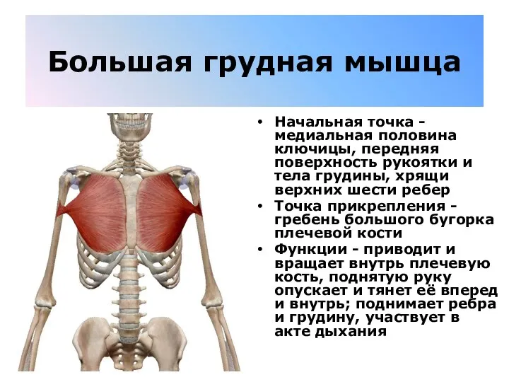 Большая грудная мышца Начальная точка - медиальная половина ключицы, передняя поверхность рукоятки