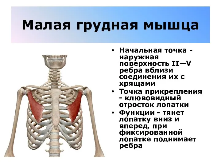 Малая грудная мышца Начальная точка - наружная поверхность II—V ребра вблизи соединения