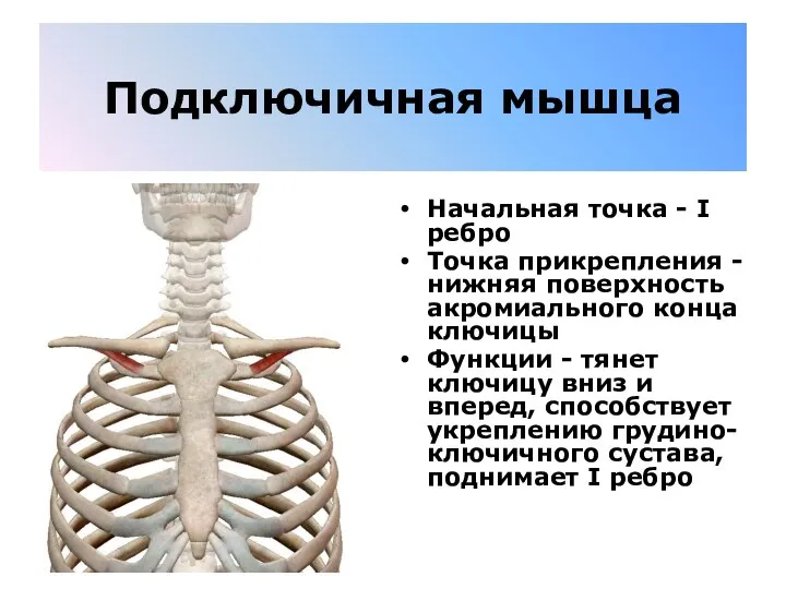 Подключичная мышца Начальная точка - I ребро Точка прикрепления - нижняя поверхность