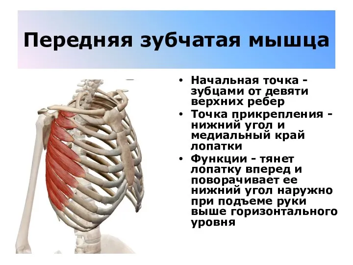 Передняя зубчатая мышца Начальная точка - зубцами от девяти верхних ребер Точка