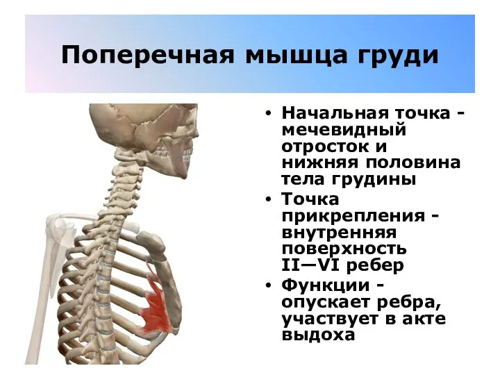 Поперечная мышца груди Начальная точка - мечевидный отросток и нижняя половина тела