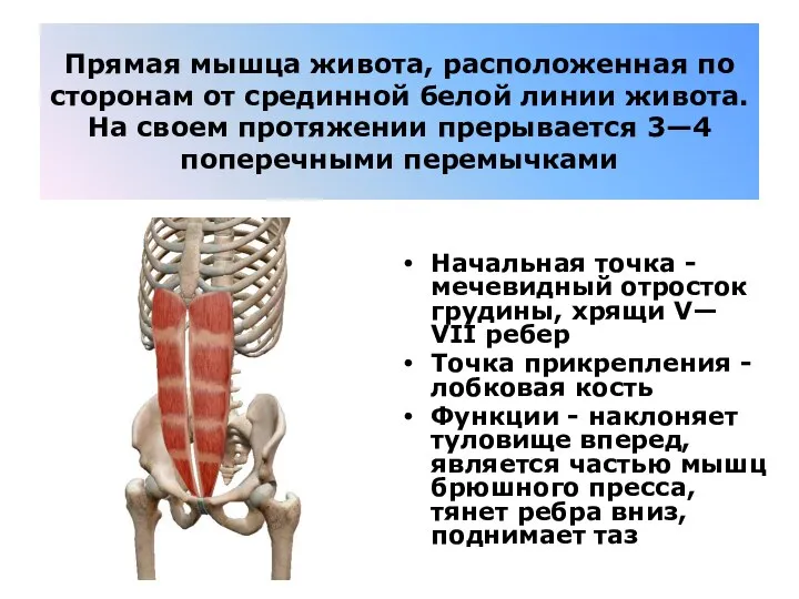 Прямая мышца живота, расположенная по сторонам от срединной белой линии живота. На