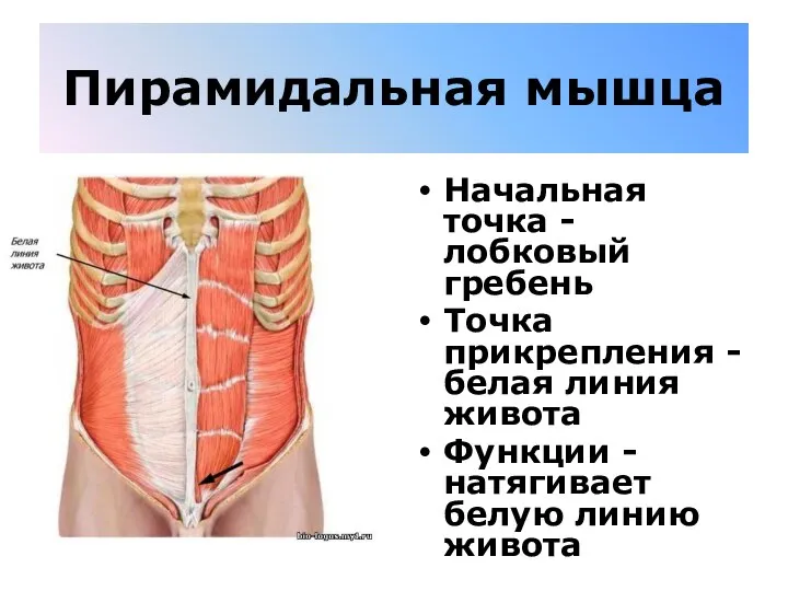 Пирамидальная мышца Начальная точка - лобковый гребень Точка прикрепления - белая линия