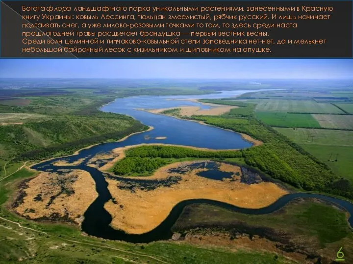 Богата флора ландшафтного парка уникальными растениями, занесенными в Красную книгу Украины: ковыль