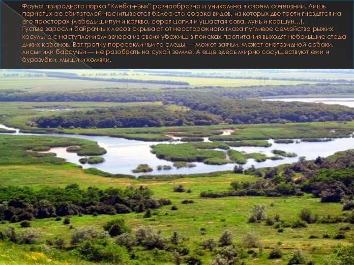 Фауна природного парка “Клебан-Бык” разнообразна и уникальна в своем сочетании. Лишь пернатых