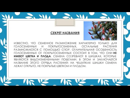 ИЗВЕСТНО, ЧТО СЕМЕННОЕ РАЗМНОЖЕНИЕ ХАРАКТЕРНО ТОЛЬКО ДЛЯ ГОЛОСЕМЕННЫХ И ПОКРЫТОСЕМЕННЫХ, ОСТАЛЬНЫЕ РАСТЕНИЯ