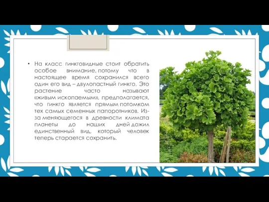 На класс гинкговидные стоит обратить особое внимание, потому что в настоящее время