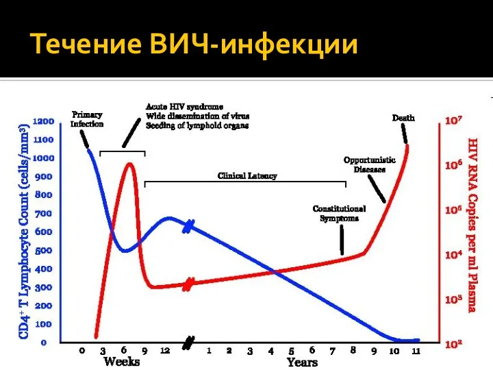 Течение ВИЧ-инфекции