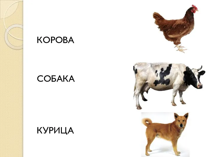 КОРОВА СОБАКА КУРИЦА