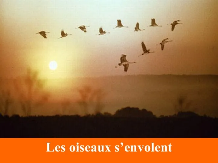 Les oiseaux s’envolent