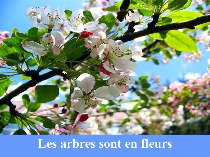 Les arbres sont en fleurs