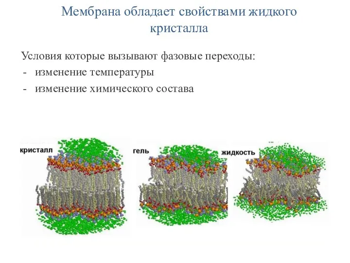 Мембрана обладает свойствами жидкого кристалла Условия которые вызывают фазовые переходы: изменение температуры изменение химического состава