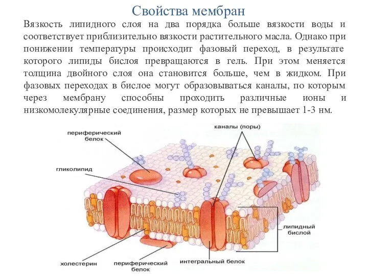 Свойства мембран Вязкость липидного слоя на два порядка больше вязкости воды и