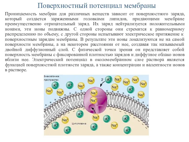 Поверхностный потенциал мембраны Проницаемость мембран для различных веществ зависит от поверхностного заряда,