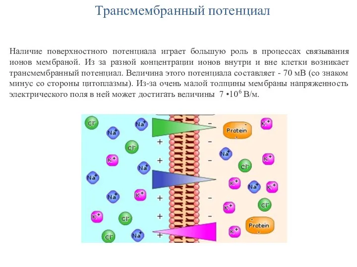 Трансмембранный потенциал Наличие поверхностного потенциала играет большую роль в процессах связывания ионов