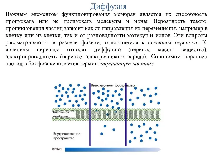 Диффузия Важным элементом функционирования мембран является их способность пропускать или не пропускать