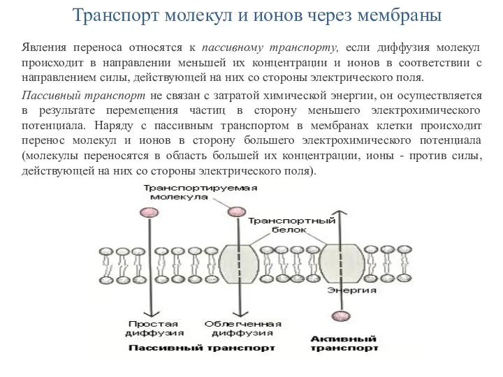 Транспорт молекул и ионов через мембраны Явления переноса относятся к пассивному транспорту,