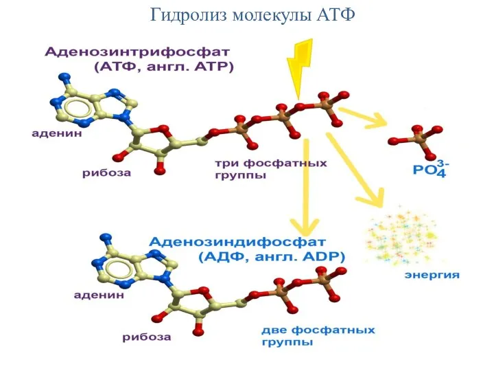 Гидролиз молекулы АТФ