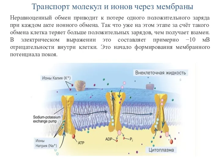 Транспорт молекул и ионов через мембраны Неравноценный обмен приводит к потере одного