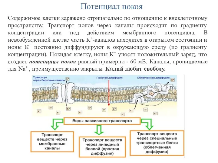 Потенциал покоя Содержимое клетки заряжено отрицательно по отношению к внеклеточному пространству. Транспорт