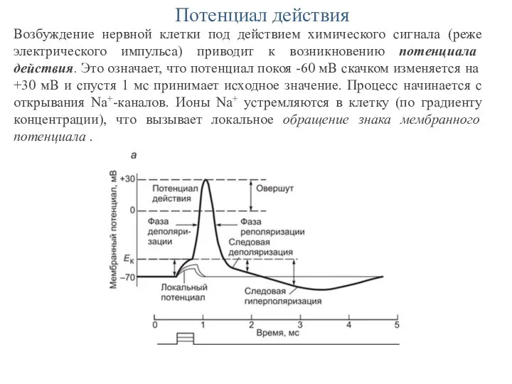 Потенциал действия Возбуждение нервной клетки под действием химического сигнала (реже электрического импульса)