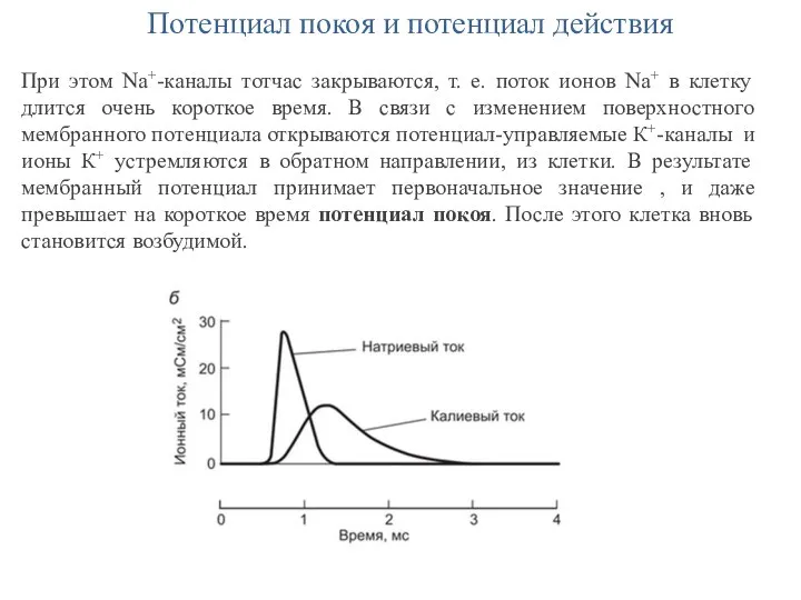 Потенциал покоя и потенциал действия При этом Na+-каналы тотчас закрываются, т. е.