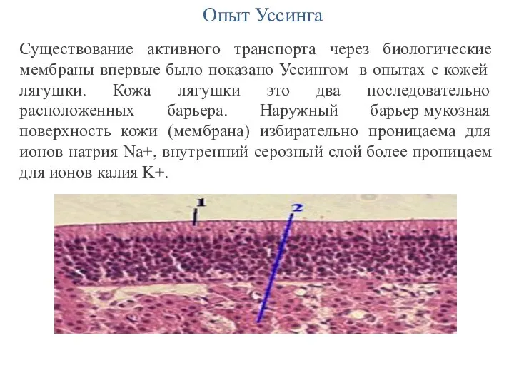 Опыт Уссинга Существование активного транспорта через биологические мембраны впервые было показано Уссингом