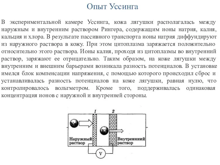 Опыт Уссинга В экспериментальной камере Уссинга, кожа лягушки располагалась между наружным и