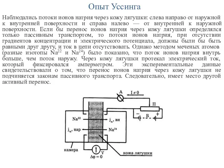 Опыт Уссинга Наблюдались потоки ионов натрия через кожу лягушки: слева направо от