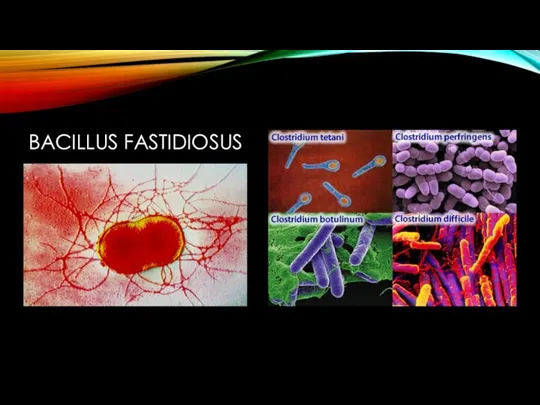 BACILLUS FASTIDIOSUS